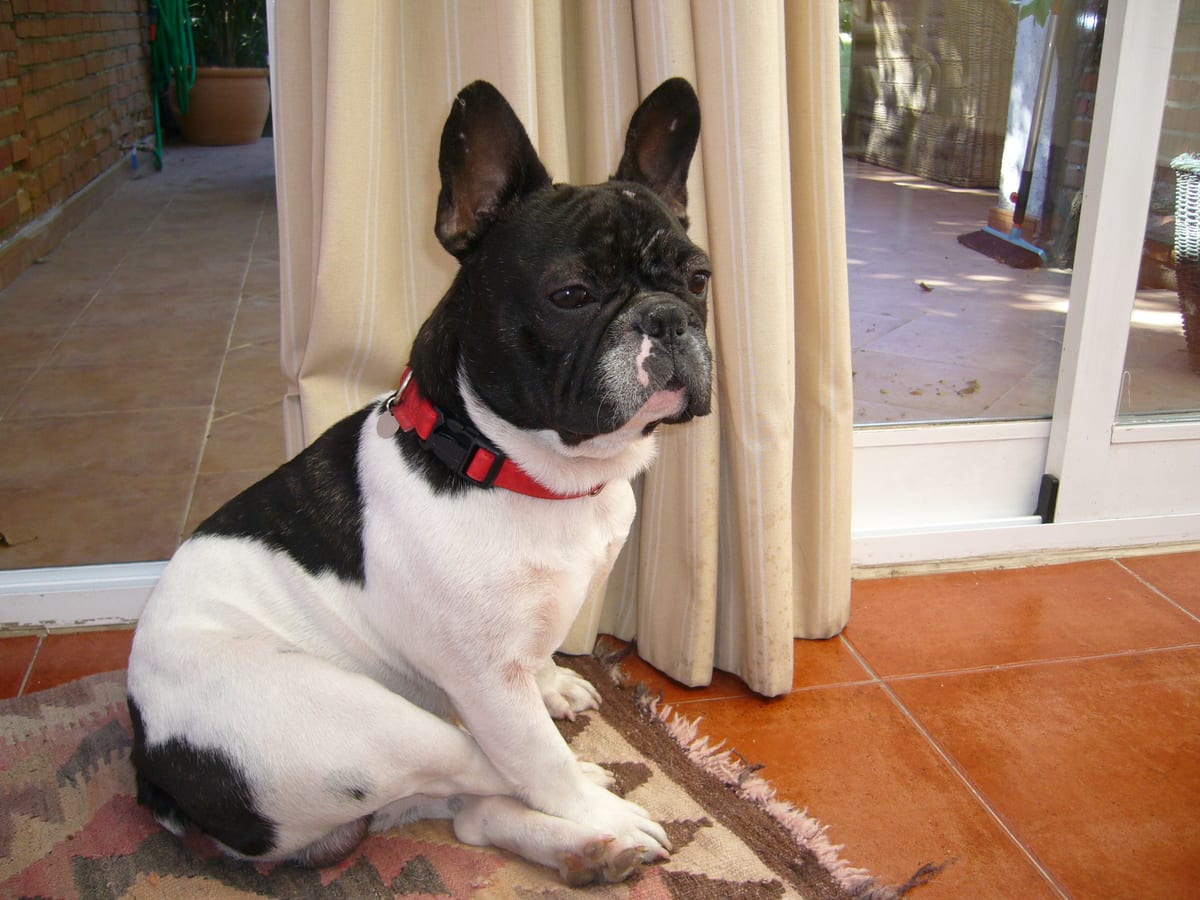 Bouledogue français adulte assis à la maison