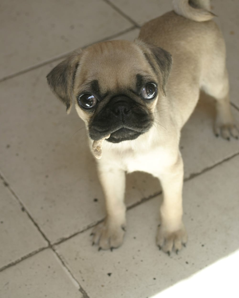 Chiot carlin fauve qui regarde la caméra