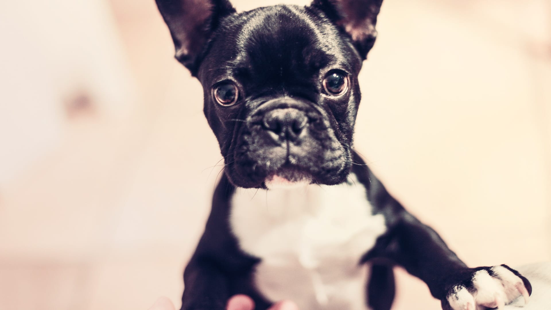 Chiot bouledogue français aux grands yeux expressifs